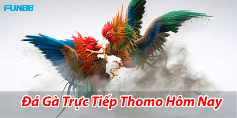 Đá Gà Thomo Mang đến sự hợp pháp