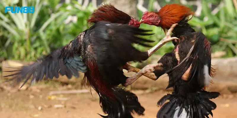 Đá Gà Thomo Quy luật chơi của Đá Gà Thomo?