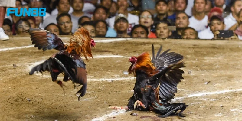 Đá Gà FUN88 Sân chơi Đá gà FUN88 trực tuyến cho cược thủ